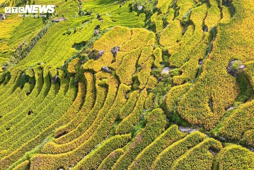 Y Ty en temporada de arroz maduro - ảnh 3