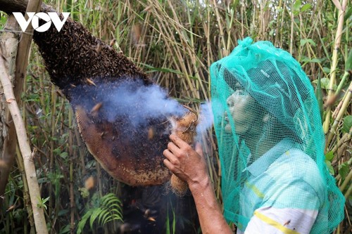 Bosque adentro: adivinar el viento e instalar el apiario - ảnh 1