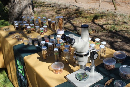 El CPTPP impulsa la competitividad de los productos vietnamitas en el mercado chileno - ảnh 4