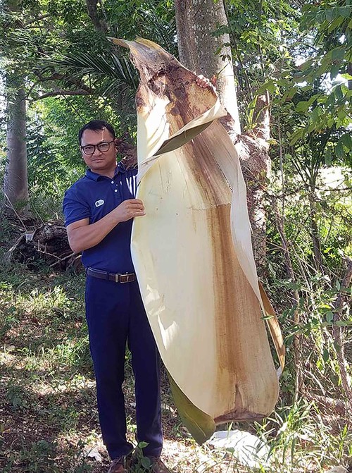 Semillas de oro vietnamitas se arraigan en la tierra roja de Cuba - ảnh 5