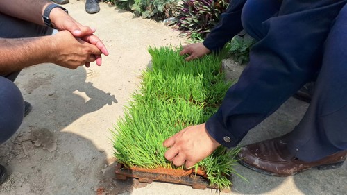Semillas de oro vietnamitas se arraigan en la tierra roja de Cuba - ảnh 4