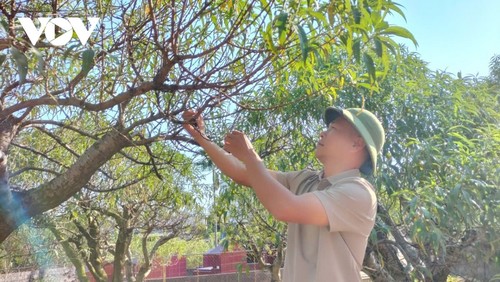 El Tet vuelve a “florecer” en los campos de melocotoneros de Cam Gia  - ảnh 3