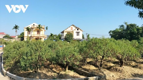 El Tet vuelve a “florecer” en los campos de melocotoneros de Cam Gia  - ảnh 4