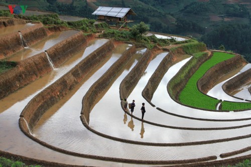 Mu Cang Chai nombrado entre los 50 lugares más bellos del mundo  - ảnh 3