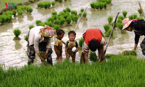 Mu Cang Chai nombrado entre los 50 lugares más bellos del mundo  - ảnh 8