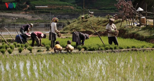 Mu Cang Chai nombrado entre los 50 lugares más bellos del mundo  - ảnh 11