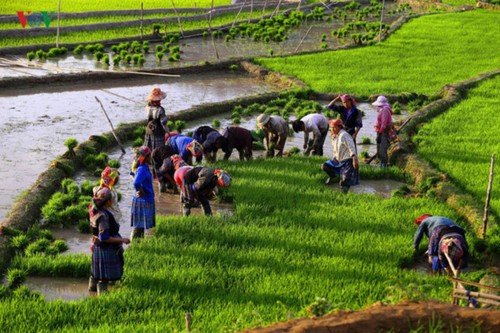 Mu Cang Chai nombrado entre los 50 lugares más bellos del mundo  - ảnh 12