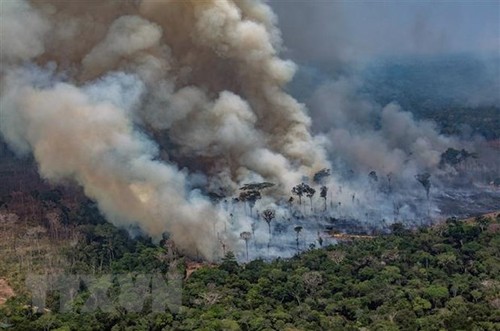 Países sudamericanos aumentarán cooperación para proteger la selva amazónica  - ảnh 1