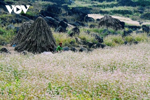 Ha Giang en temporada de flores de alforfón  - ảnh 3