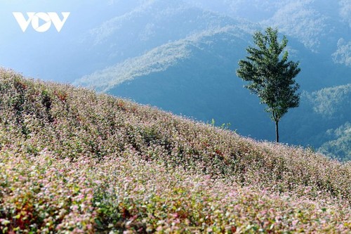 Ha Giang en temporada de flores de alforfón  - ảnh 4