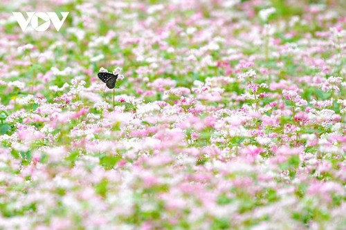 Ha Giang en temporada de flores de alforfón  - ảnh 5