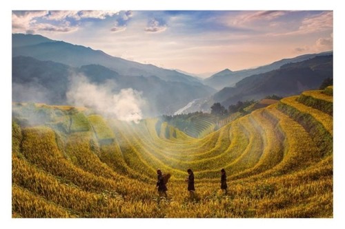 Campos en la temporada del arroz maduro en Vietnam - ảnh 11