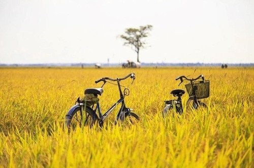 Campos en la temporada del arroz maduro en Vietnam - ảnh 15