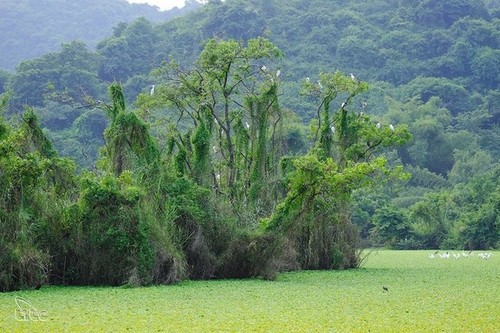 El parque de aves Thung Nham - ảnh 2