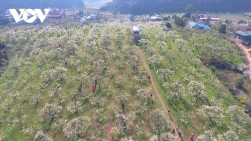 La meseta de Moc Chau se cubre de flores blancas de ciruelo a mediados de febrero - ảnh 1