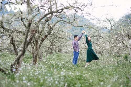 La meseta de Moc Chau se cubre de flores blancas de ciruelo a mediados de febrero - ảnh 5