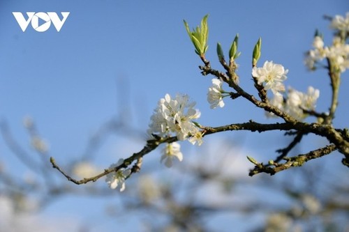 La meseta de Moc Chau se cubre de flores blancas de ciruelo a mediados de febrero - ảnh 7