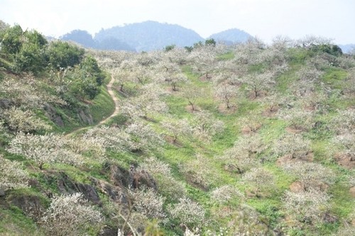 La meseta de Moc Chau se cubre de flores blancas de ciruelo a mediados de febrero - ảnh 8