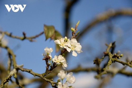 La meseta de Moc Chau se cubre de flores blancas de ciruelo a mediados de febrero - ảnh 9