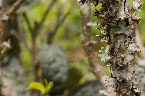 Té Shan Tuyet: una especialidad de Ta Xua - ảnh 4