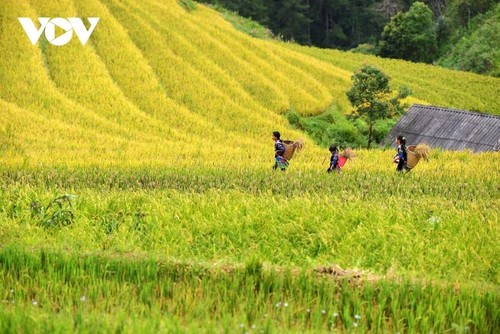 Los mejores destinos para ver el arroz maduro en otoño - ảnh 4