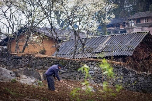 Espléndida meseta kárstica de Dong Van en Ha Giang - ảnh 10