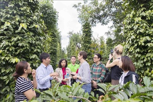 Promueven la producción sustentable de pimienta en Tierras Altas Centrales - ảnh 1