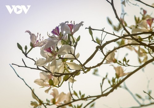 Dien Bien en la temporada de flores bauhinia  - ảnh 8