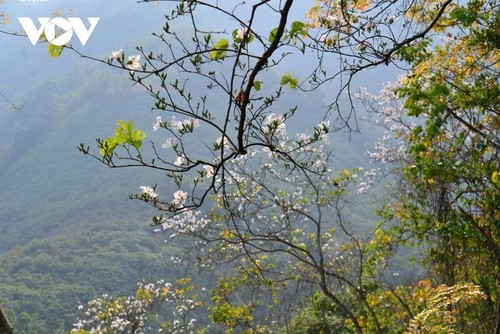 Dien Bien en la temporada de flores bauhinia  - ảnh 11