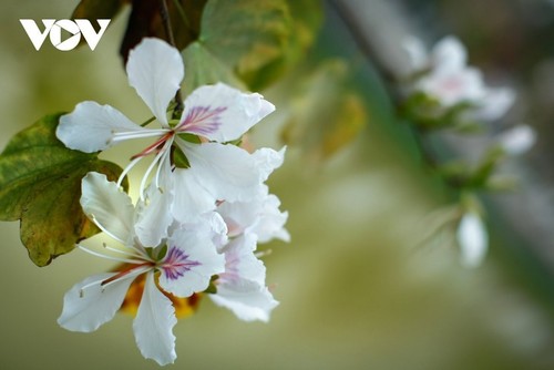 Dien Bien en la temporada de flores bauhinia  - ảnh 2