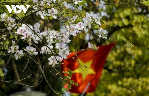 Dien Bien en la temporada de flores bauhinia  - ảnh 3