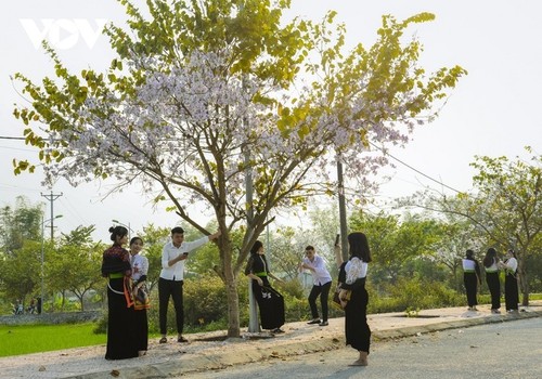 Dien Bien en la temporada de flores bauhinia  - ảnh 7