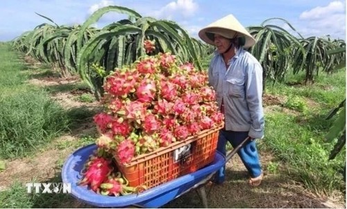 Israel apoya a Vietnam en tecnologías de riego - ảnh 1