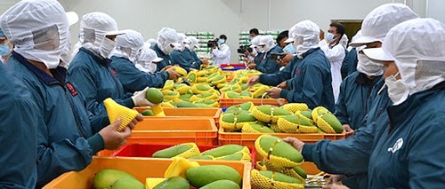 Vietnam entre los 15 mayores exportadores agrícolas del mundo - ảnh 1