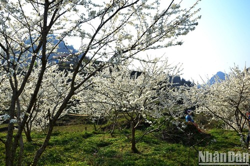 Recorrido por “meseta blanca” de Bac Ha - ảnh 1