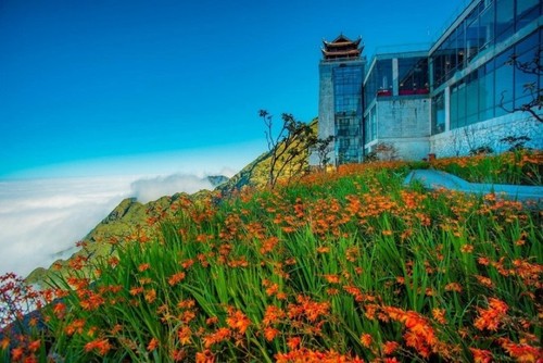 El brillo del Festival de las Flores Crocosmia 2024 en Sa Pa - ảnh 2