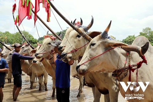 Festival de carrera de bueyes, una belleza en la vida espiritual de los jemeres - ảnh 1