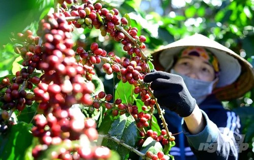 El café vietnamita alcanza nuevo récord de exportación - ảnh 1