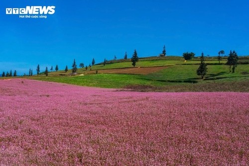 Ha Giang en la temporada de floración del trigo sarraceno - ảnh 1