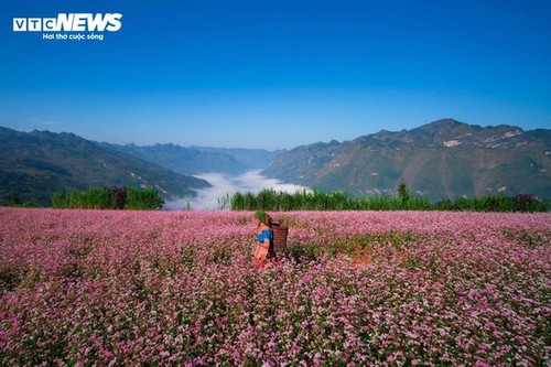 Ha Giang en la temporada de floración del trigo sarraceno - ảnh 2