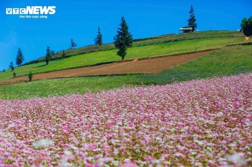 Ha Giang en la temporada de floración del trigo sarraceno - ảnh 5