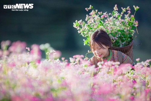 Ha Giang en la temporada de floración del trigo sarraceno - ảnh 7