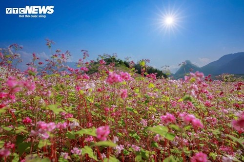 Ha Giang en la temporada de floración del trigo sarraceno - ảnh 9