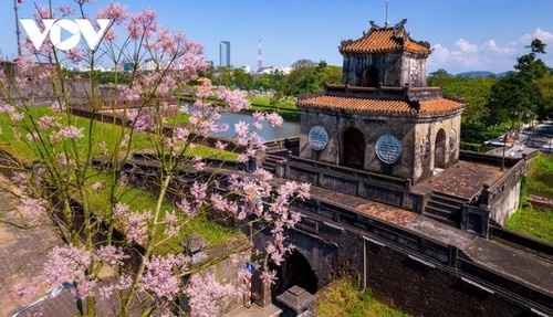 Parasol chino: la flor “real” que florece en Hue - ảnh 1