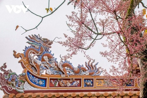 Parasol chino: la flor “real” que florece en Hue - ảnh 2