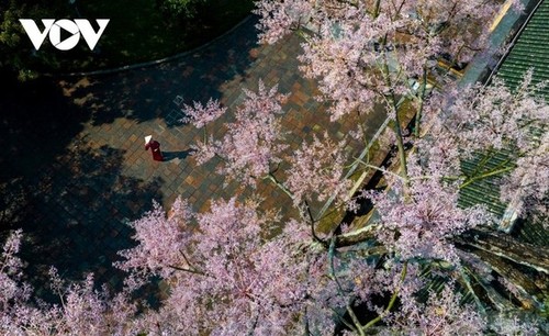 Parasol chino: la flor “real” que florece en Hue - ảnh 4