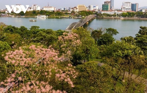 Parasol chino: la flor “real” que florece en Hue - ảnh 6