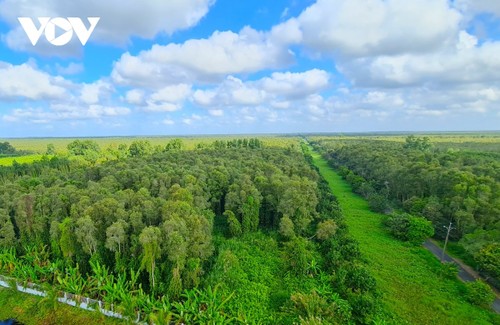 U Minh Ha: santuario en el extremo austral continental de Vietnam - ảnh 1