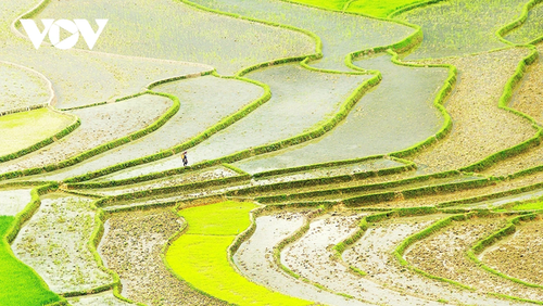 Terrazas de arroz de Mu Cang Chai: una vista impresionante en la temporada de lluvias - ảnh 8