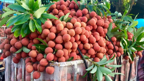 Vietnam, segundo mayor productor mundial de lichi - ảnh 1